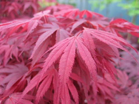 Klon palmowy (Acer palmatum) 